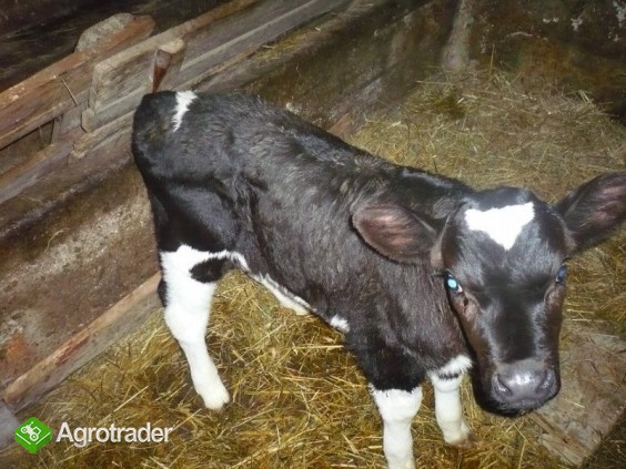 cieliczka czarno-biała HF od bardzo dobraj krowy! - zdjęcie 2