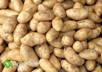Sprzedam ziemniaki, odmiany jadalne