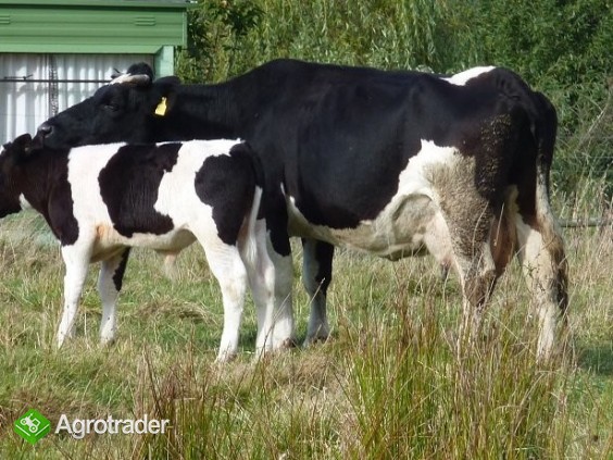 Krowa mleczna z cielakiem gratis - zdjęcie 1
