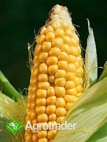 Kontraktacja kukurydzy mokrej