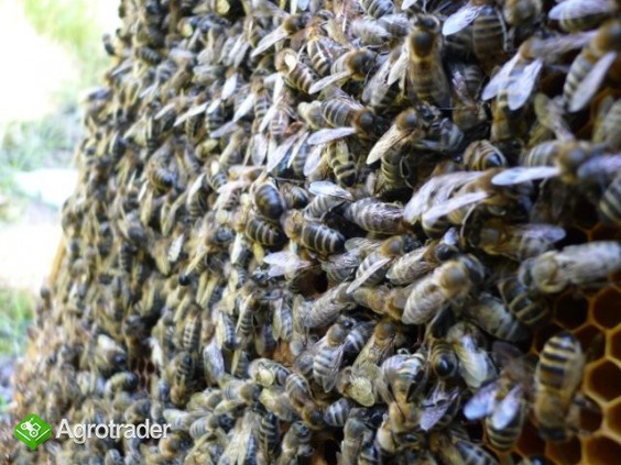 Odkłady pszczele 2014 , pszczoły