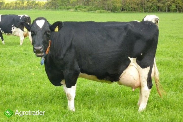 Krowy mleczne rasy H-F (jałówki cielne, pierwiastk