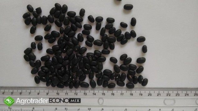 Ciarna fasola (Black Preto beans) (2014) - zdjęcie 1