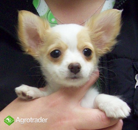 Chihuahua szczenięta na sprzedaż - zdjęcie 1