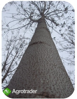 Drzewo Tlenowe - zdjęcie 2