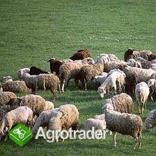  Ukraina. Owce kozy miesne 140 zl/szt, jagniecina 3 zl/kg + 10tys.ha