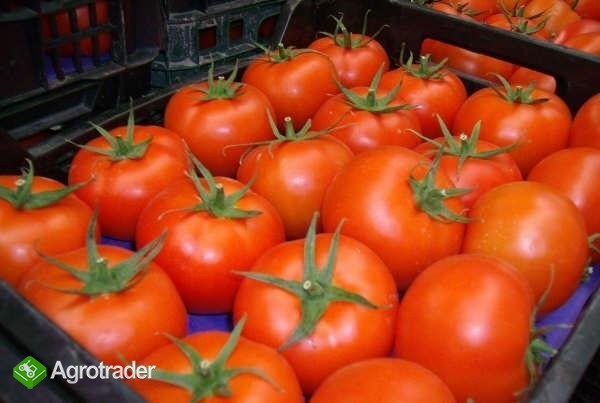 pomidory prosto z importu