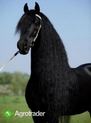 Dostępny jest piękny koń żeński z fryzjera - zdjęcie 2