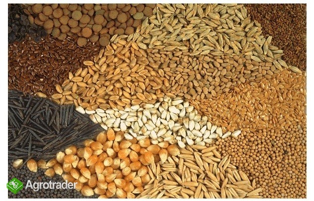  Ukraina. Soja warzywna, nasiona suche 1,4 zl/kg ,olej, makuch, maczka