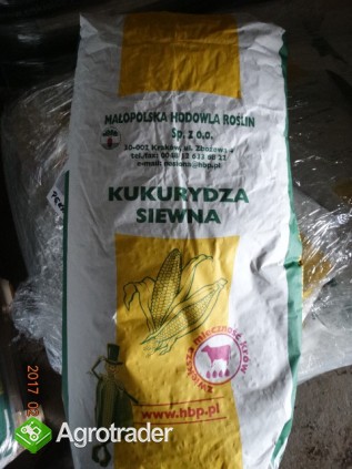 Kukurydza siewna kwalifikowana wysyłka wiele odmian