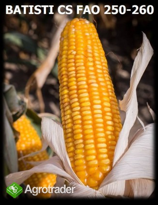 Sprzedam kwalifikowany materiał siewny - kukurydza, zboża jare- super  - zdjęcie 1