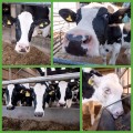 Praca na farmach mleczych w Anglii 