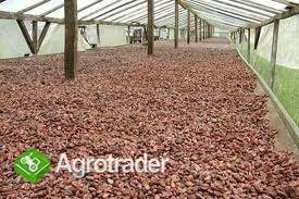 Wysokiej jakości suche ziarna kakaowe