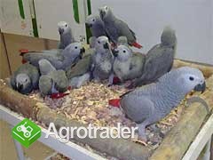 zdobądź afrykańskie szare papugi w przystępnych cenach