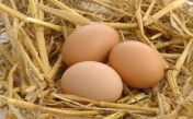 świeże wiejskie jaja z chowu ekologicznego 0,50zł