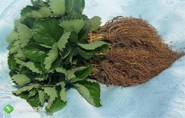 Sadzonki truskawek Honeoye zielone i frigo - zdjęcie 2