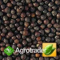 Sell soybeans, peas, rapeseeds, mustard, flax, sor - zdjęcie 2