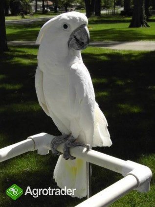 młode papugi kakadu