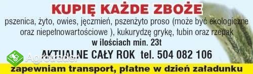 Kupię kukurydzę ilość min 23t