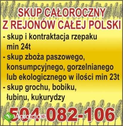 Kupię kukurydzę !!