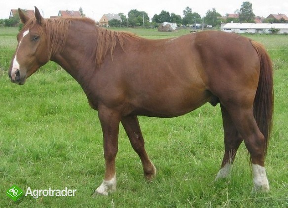 Sprzedam ogiera rasy śląskiej