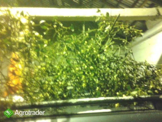 Sprzedam TANIO jemiołe!