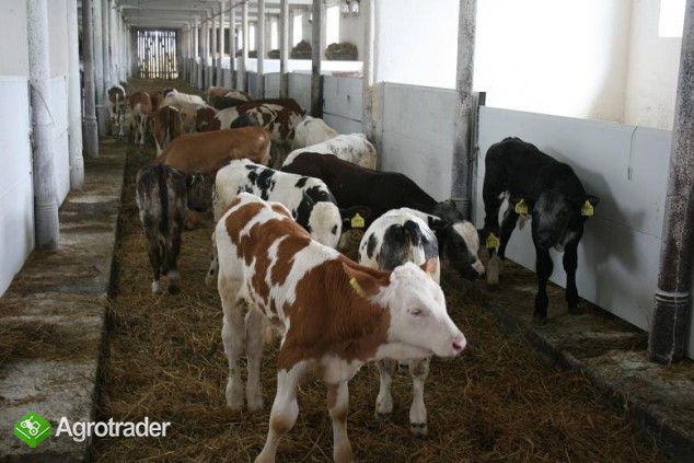 sprzedaż cieląt rasowych - zdjęcie 2