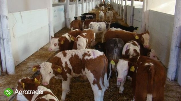 Sprzedaż Cieląt Ras- Simental, Belgian Blue, Lim..