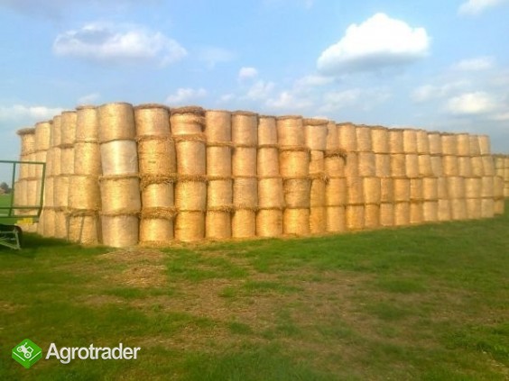 Słoma w belach 600 sztuk - zdjęcie 1