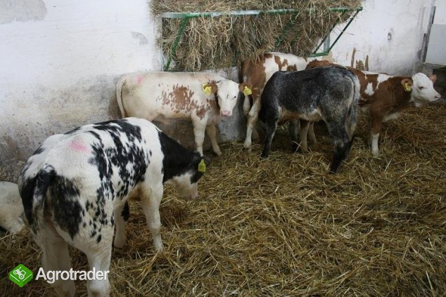 Cielęta Ras Mięsnych... - zdjęcie 1