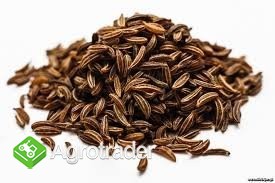 Kupię kminek! Duże ilości!