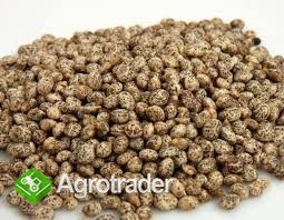 KUPIĘ ŁUBIN, KAŻDA ILOŚĆ!