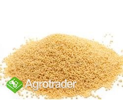 Gorczyca czarna i żółta na sprzedaż!!!