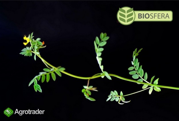 Sprzedam nasiona SERADELI