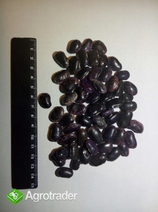  Sprzedam Fasola - zdjęcie 4