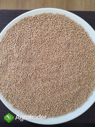 Kolendra, gorczyca, soja, len do sprzedania!