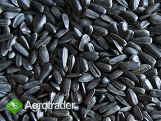 sprzedam słonecznik 