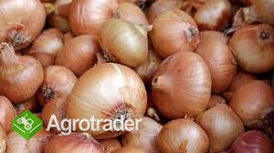 Świeża cebula, nowa jakość eksportu zbóż.