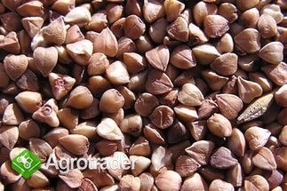 Ukraina.Gryka miododajna 0,8 zl/kg,kasza 1zl/kg,wszystkie zboza,otreby