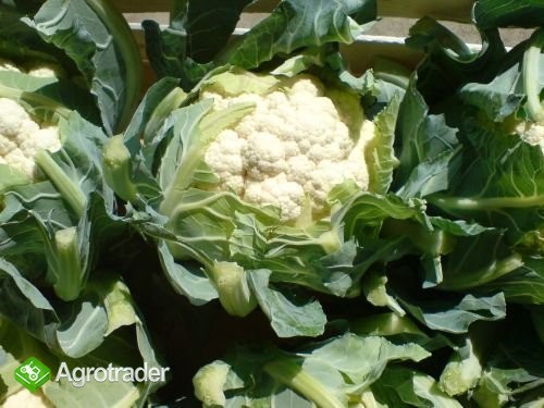 **KALAFIOR BROKUŁ SCHŁADZANY w GŁÓWCE** - zdjęcie 1