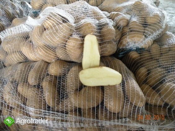 sprzedam ziemniaki biale jadalne 602364773