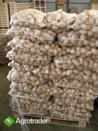 sprzedam ziemniaki biale jadalne 602364773 - zdjęcie 1