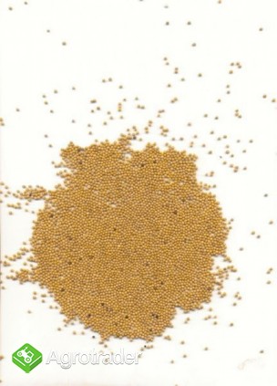 Gorczyca biała 340 EUR/tona