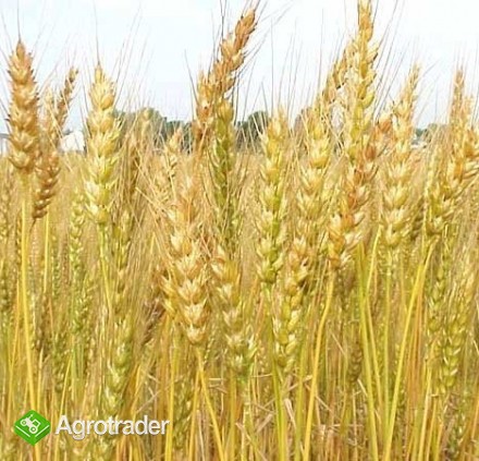 kupię pszenicę pasz./kons.