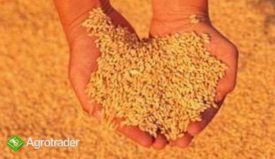 Sprzedam dwie tony jęczmienia.