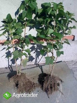 Sadzonki porzeczki Tisel - zdjęcie 1