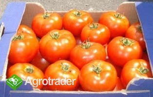 sprzedam POMIDORY z Macedonii - zdjęcie 1