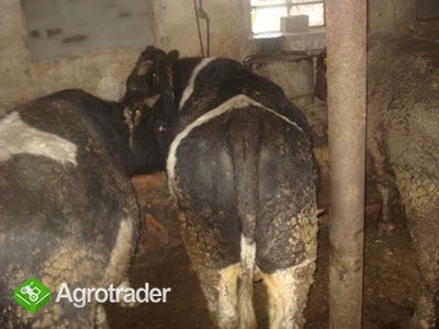 Sprzedam byczki mięsne - zdjęcie 2