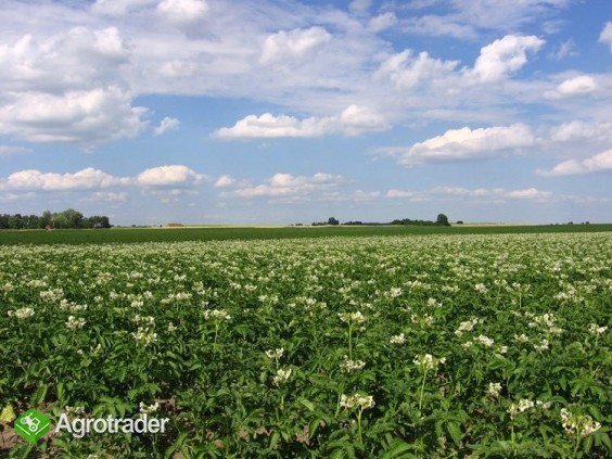 KUPIĘ KAZDĄ ILOŚĆ ZIEMNIAKA!!!