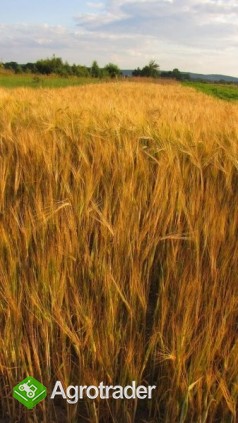 kupię zboża różne